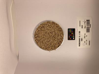 Click for 1 image(s) for this accession. SEED